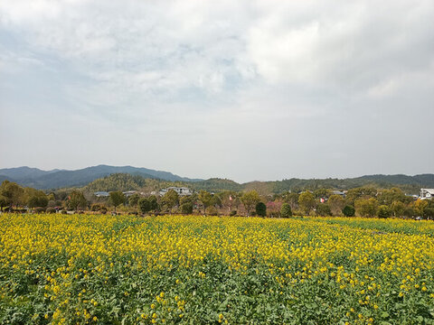 油菜花盛開