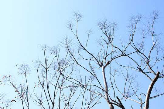 藍天枯樹