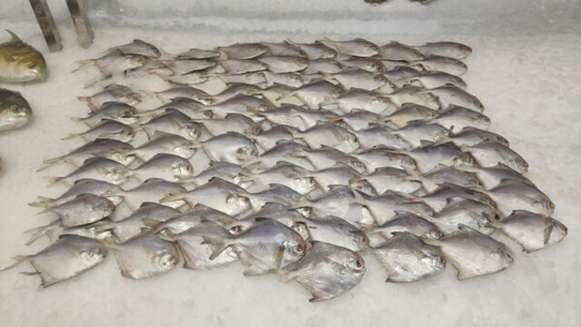 鯧魚