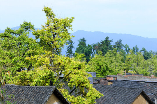 桂林市海洋鄉(xiāng)銀杏景觀
