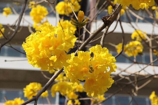 廣東東莞黃花風(fēng)鈴木