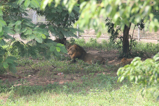 廣東東莞香市動(dòng)物園獅子