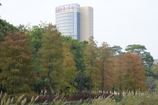 廣東東莞落羽杉