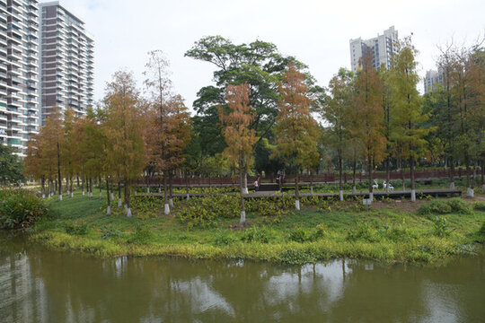 廣東東莞落羽杉
