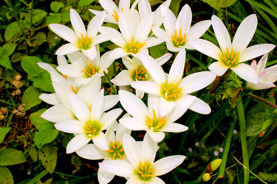 蘭花