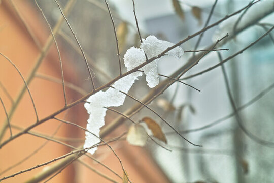 白雪枝頭