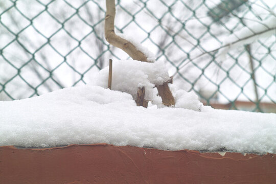白雪枝頭