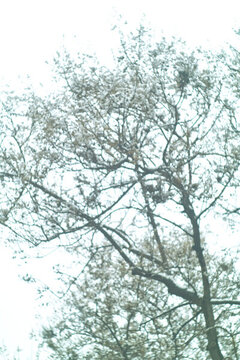 小區(qū)雪色