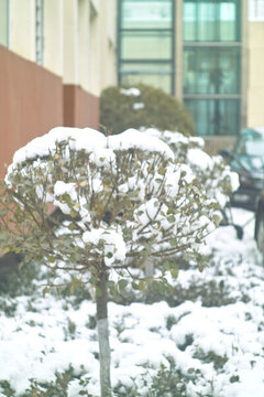 小區(qū)雪色
