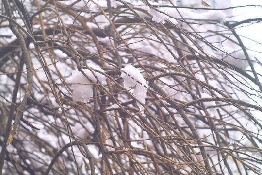 雪掛枝頭
