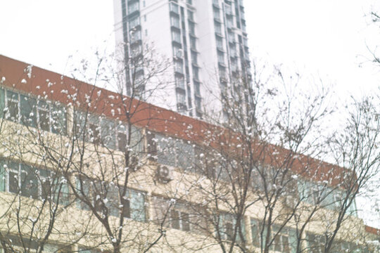 雪中樹枝