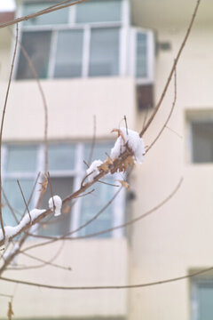 雪中樹枝