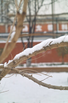 雪中樹枝