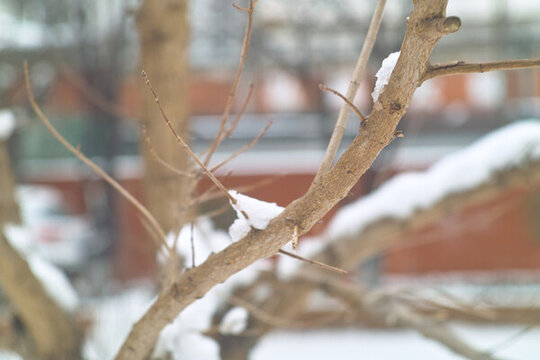 雪中樹枝