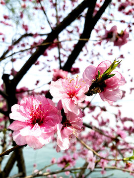 櫻花