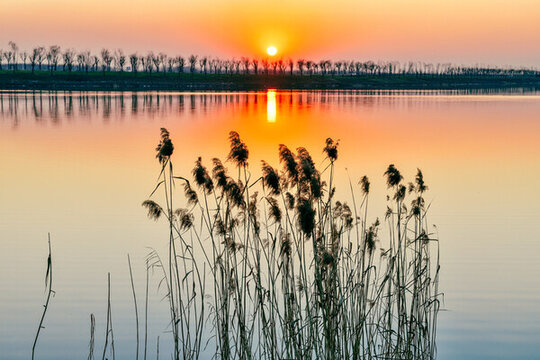 夕陽湖水蘆葦