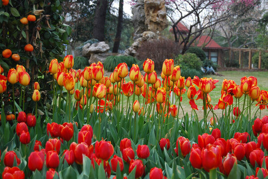 解放公園郁金香