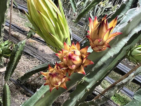 火龍果花