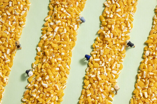 玉米碴创意农民丰收图片