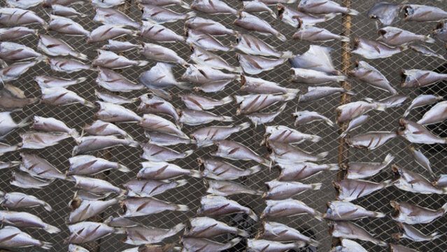 漁民曬魚干