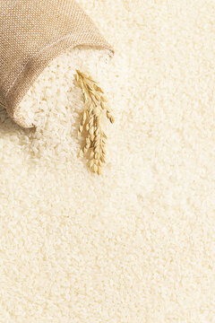大米稻穗粮食背景