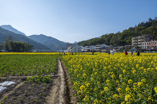田園油菜花