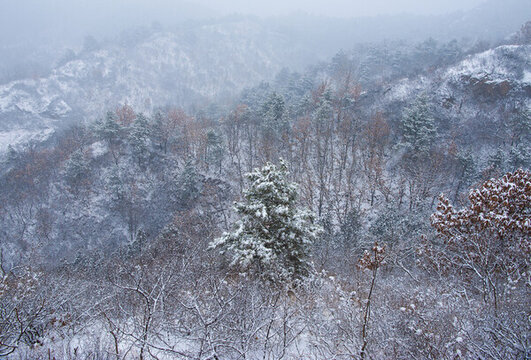 山野森林雪景
