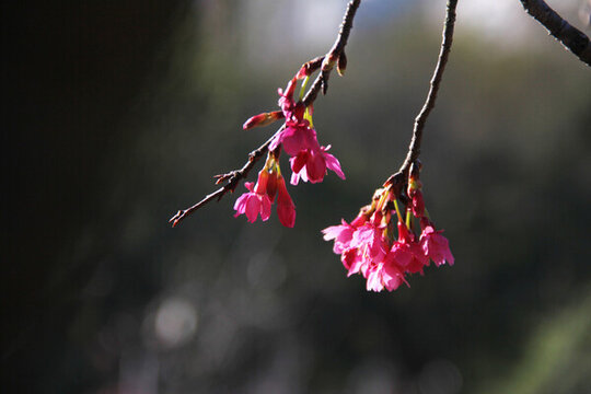 櫻花花海