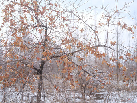 雪景