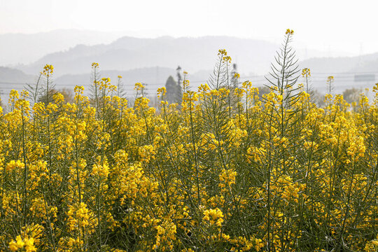 油菜花