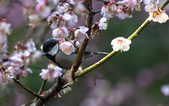 花中鳥