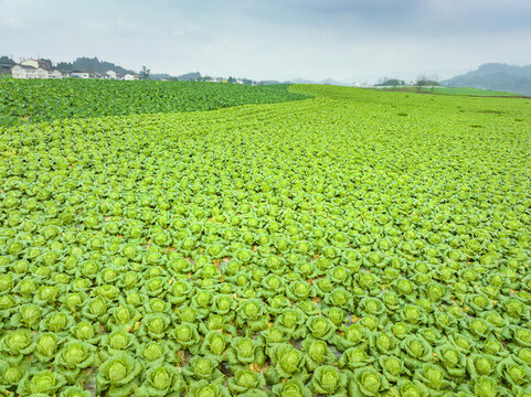 希望的田野