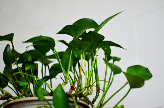 觀葉植物