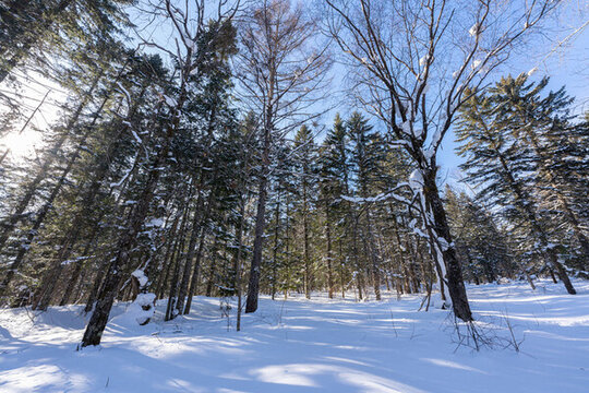 中國(guó)東北雪鄉(xiāng)冬天森林