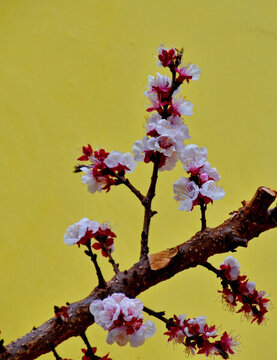 櫻花