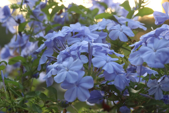 藍色繡球花