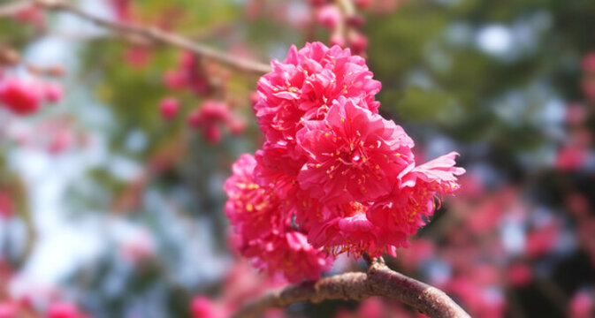 櫻花