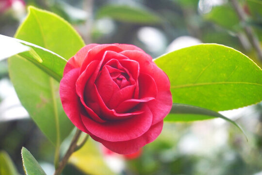 山茶花