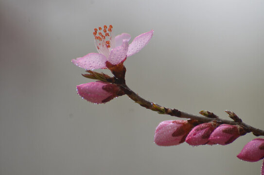 桃花兒