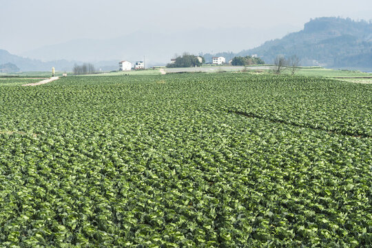 希望的田野