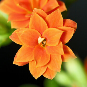 長壽花