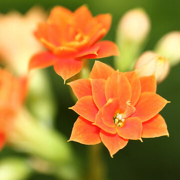 長壽花
