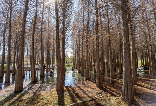 滇池紅樹林