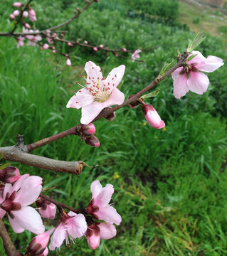 桃花盛開