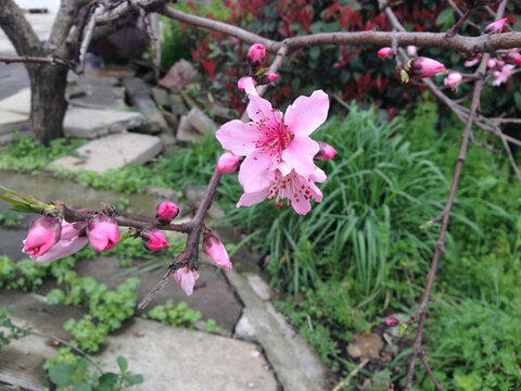 桃花盛開