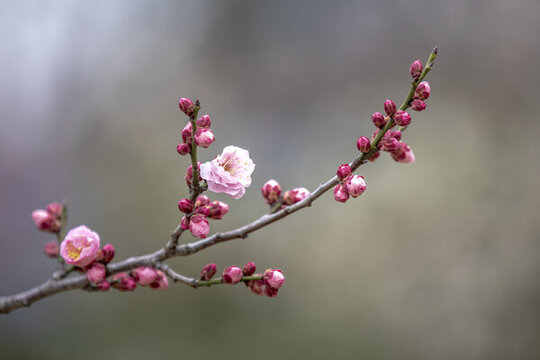 南京梅花山梅花特寫