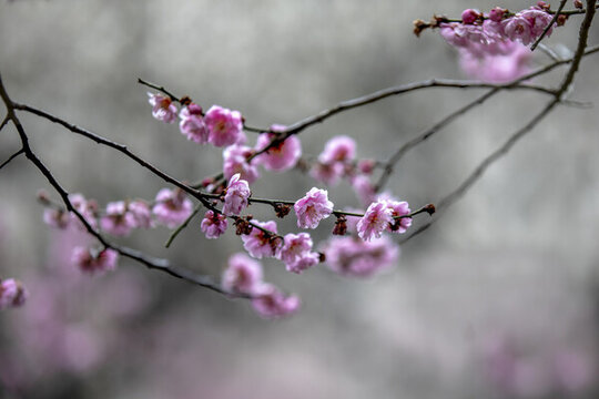 南京梅花山梅花特寫