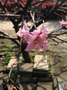 兩朵桃花