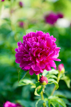 芍藥花