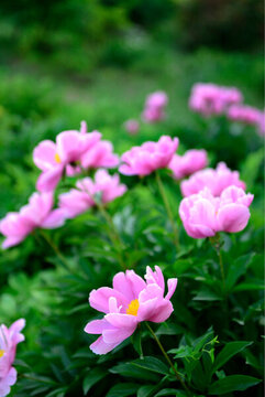 芍藥花